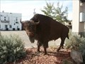 Image for Buffalo in Havre, MT