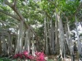 Image for LARGEST -- Banyan Tree in the Continental United States