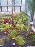Image for Carnivorous plants in Botanic Gardens Liberec, Czech Republic