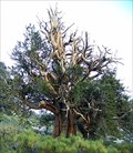 Image for The World's Oldest Trees - Methuselah Grove