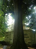 Image for American Basswood - Largest in United States - Lexington, KY