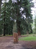 Image for Coast Redwood - Tall Trees Trail, Rhinefield, New Forest, South Hampshire