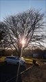 Image for King George VI Coronation tree - Sourton, Devon