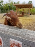 Image for Feed the Farm animals - Mini-Ferme Chez Forget - Laval, Qc
