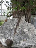 Image for Anchored Tree - Key West