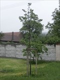 Image for The tree of liberty - Kolaje, Czech Republic