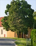 Image for The tree of liberty - Harvíkovice, Czech Republic