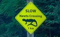 Image for Newts Crossing — Belcarra, BC