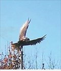 Image for Eagle over Grants Site - Florida, MO