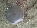 Image for USACOE Survey Disk - 3rd & Boardwalk, Ocean City, NJ