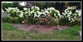 Image for Nestor John Izowsky Memorial Rose Garden — White Rock, BC