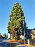 Image for Sequoiadendron giganteum at 5782 - 152 Street - Surrey, BC