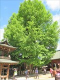 Image for Ginkgo biloba from Hida Kokubun-ji Temple - Takayama, Japan