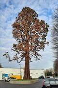 Image for Mammutbaum auf dem Lidl-Parkplatz - Brühl, NRW, Germany