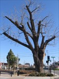 Image for Swope Black Walnut tree - Campbell, CA