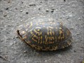 Image for Box Turtle Crossing - Belleville, Illinois