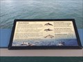 Image for Dolphins - San Clemente, CA