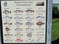 Image for Fish Identification - Baytown Nature Center - Baytown, TX