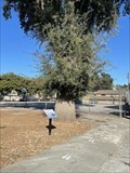 Image for Valley Oak (Quercus lobata) - Woodland, CA