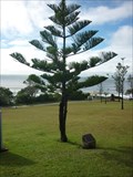 Image for Australian Bi-Centennial Tree 1788-1988