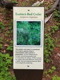 Image for Eastern Red Cedar - Pilot Point, TX