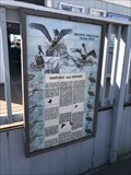 Image for Brown Pelican Theme Bird - Huntington Beach, CA
