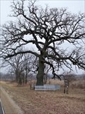 Image for Witness Tree - Bureau County, IL