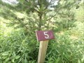 Image for Tree Identification Trail - Robert V. Riddell State Park, Davenport, NY