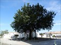 Image for Chene chevelu arbre de la liberté - Marsilly,France