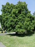 Image for Tree of the republic - Želenice, Czech Republic