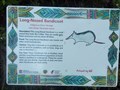 Image for Long-Nosed Bandicoot - Bradleys Head, Mosman, NSW, Australia