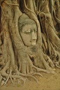 Image for The Head of Sandstone Budha - Ayutthaya, Thailand