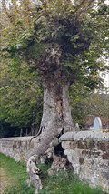 Image for Wall-eating tree - St Michael's Church - Shirley, Derbyshire