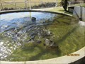 Image for Feed the Trout - L.P. Dutton Trout Hatchery - Ebor,  NSW