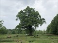 Image for War of 1812 Willow Oak - Oxon Hill, Maryland