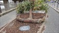 Image for Anchor in a small garden – Barmouth, North Wales, UK