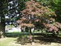 Image for Memorial Park tree - Indiana, PA