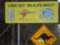 Image for Look Out! Wildlife !?! Grassy Head turn-off, NSW, Australia