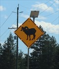 Image for Big Horn Sheep Crossing -- Hwy 95 S of Radium Hot Springs, BC CAN