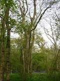 Image for Heritage Ash - Swineshead Wood, Swineshead, Bedfordshire, UK