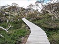 Image for Snow Gums Boardwalk. Kosciuszko National Park. NSW. Australia.