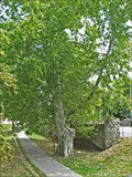 Image for Plane tree, Kapuvár