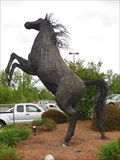 Image for Stallion - High Point, NC
