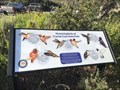 Image for Hummingbirds of Crystal Cove State Park - Laguna Beach, CA