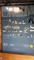 Image for Infotafeln Seevögel in der Vogelbeobachtungsstation