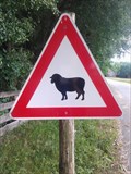 Image for Attention: Sheep crossing! - Oppenroth/BY/Germany