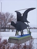 Image for Coot - Ashby, Minnesota