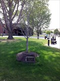 Image for Sister City Tree - Madras, OR