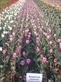 Image for Tulip Time - Holland, Michigan