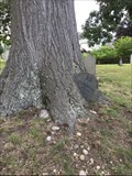 Image for Tree eating a Tombstone - Norwalk, CT